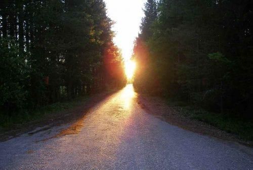 一条绿树成荫的路，路的尽头是日出